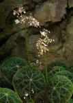 :-Begonia goegoensis
