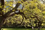 Amerikanische Gleditschie - Gleditsia triacanthos