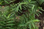 : - Alpinia modesta