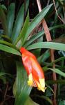 : - Guzmania nicaraguensis