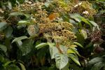 : - Commersonia bartramia