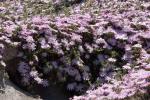Reichblütige Mittagsblume - Drosanthemum floribundum