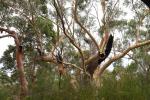 : - Eucalyptus haemastoma