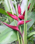 :-Heliconia bourgaeana