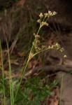 : - Juncus acuminatus