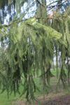 Gemeine Fichte - Picea abies