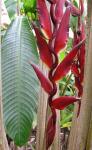 : - Heliconia lozanoi