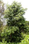 Breitblättrige Steineibe - Podocarpus latifolius