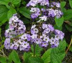 Vanilleblume - Heliotropium arborescens