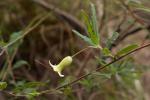 : - Billardiera mutabilis