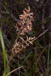 : - Lepidosperma viscidum