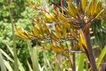: - Phormium colensoi