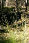: - Schoenus melanostachys