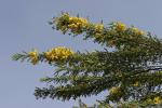 : - Senna polyphylla