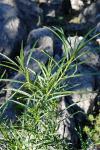 : - Solanum linearifolium