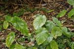 : - Steudnera colocasiifolia