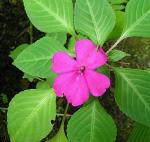Fleißiges Lieschen-Impatiens walleriana