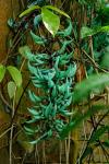 Jadewein - Strongylodon macrobotrys