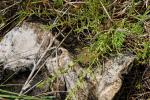 : - Thesium australe