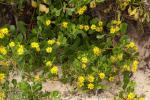 : - Chrysanthemoides monilifera subsp. rotundata