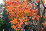 Chinesische Talgbaum - Triadica sebifera