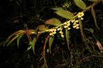 : - Trichotosia ferox