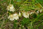 : - Tritonia gladiolaris