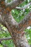 Chinesische Ulme - Ulmus parvifolia