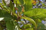 : - Buchanania cochinchinensis