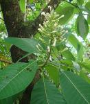 : - Isertia laevis