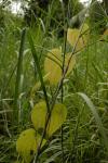 Luftkartoffel - Dioscorea bulbifera