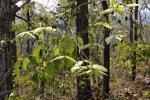 : - Enkleia malaccensis