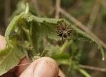 : - Abutilon oxycarpum