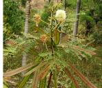 Weißkopfmimose - Leucaena leucocephala