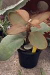 Rostblatt - Kalanchoe orgyalis