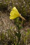 : - Oenothera mollissima