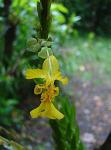 : - Lockhartia oerstedii
