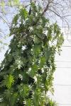 : - Philodendron lacerum
