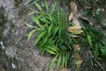 : - Pothos scandens