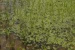 : - Sagittaria guayanensis