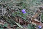 Balkan-Windröschen - Anemone blanda