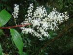 : - Maianthemum paniculatum