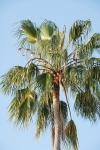 Mexikanische Washingtonpalme - Washingtonia robusta