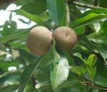 Breiapfelbaum - Manilkara zapota
