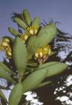 : - Xanthostemon aurantiacus