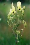 Gift-Eisenhut - Aconitum anthora