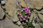 : - Androsace ciliata