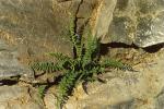 Quellen-Milzfarn - Asplenium yunnanense
