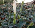Großblütiger Stechapfel - Datura innoxia