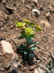 : - Euphorbia minuta